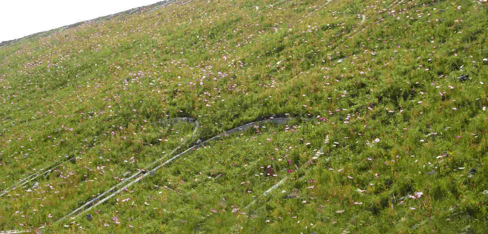 生態(tài)護(hù)坡植被